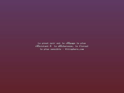 Featured: Le pinot noir est le c&eacute;page le plus r&eacute;sistant &agrave; la s&eacute;cheresse, le floreal le plus sensible - Vitisphere.com