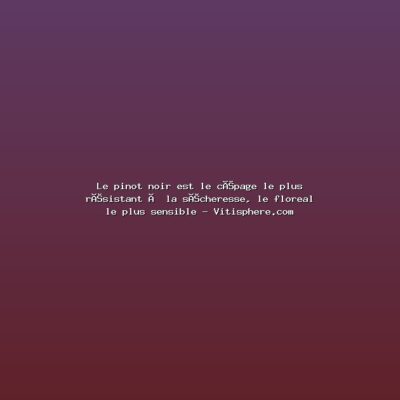 Featured: Le pinot noir est le c&eacute;page le plus r&eacute;sistant &agrave; la s&eacute;cheresse, le floreal le plus sensible - Vitisphere.com