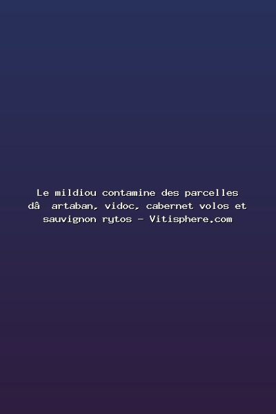 Featured: Le mildiou contamine des parcelles d&rsquo;artaban, vidoc, cabernet volos et sauvignon rytos - Vitisphere.com